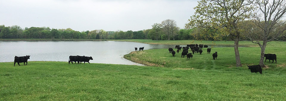 Cows at the stock tank